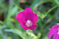 Callirhoe papaver