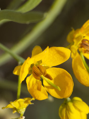 Senna phyllodinea