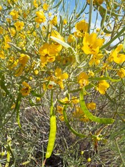 Senna phyllodinea