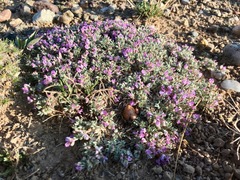 Astragalus sericoleucus