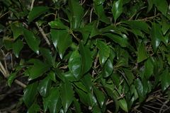 Auranticarpa rhombifolia, photograph (c) Greg Tasney, some rights reserved (CC BY-SA)
