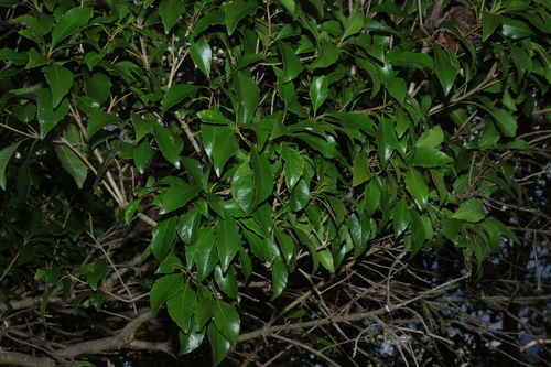 Auranticarpa rhombifolia, photograph 6