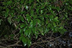 Auranticarpa rhombifolia, photograph (c) Greg Tasney, some rights reserved (CC BY-SA)