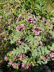 Hosackia stipularis ottleyi