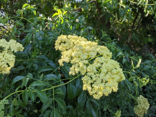 iNaturalist observation photo of blue elder