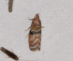 Meroptera cviatella