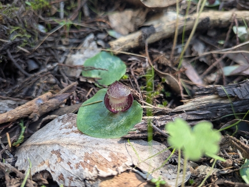 slaty helmet-orchid