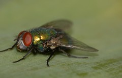 Lucilia