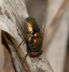 Lucilia