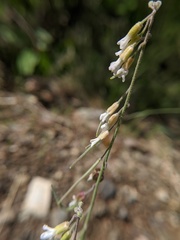 Boechera pendulocarpa