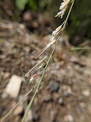 Boechera pendulocarpa