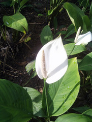 Spathiphyllum cannifolium