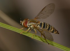 Toxomerus politus