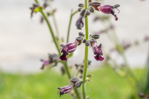 Salvia castanea