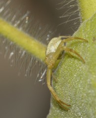 Misumenops