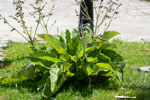 Salvia castanea, photograph 1