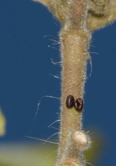 Insecta