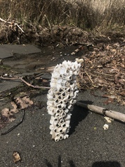 Amphibalanus eburneus