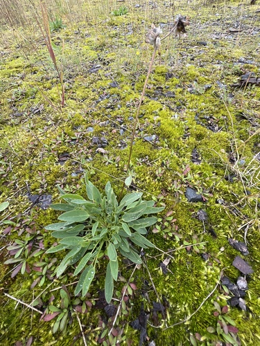 Common Kidney-Vetch