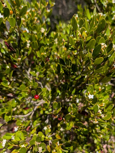 Alyxia buxifolia, photograph 6