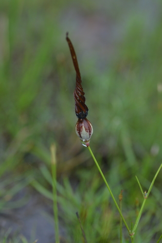 Ceropegia thailandica