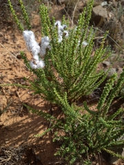 Eriocephalus ericoides