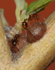 Formicidae