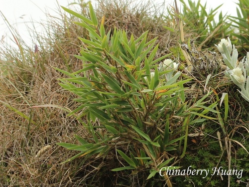 Yushania niitakayamensis observed 2026-07-26