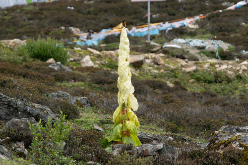Rheum nobile