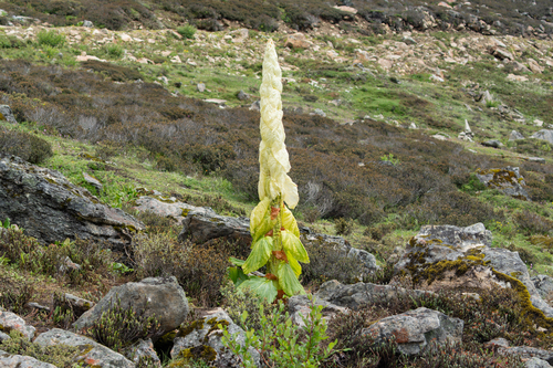Rheum nobile, photograph 1