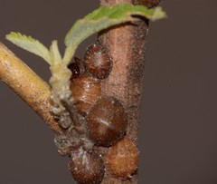 Coccoidea