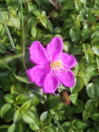 Heterotis rotundifolia