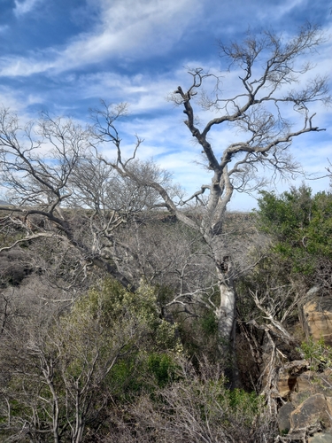 Celtis africana, photograph 3