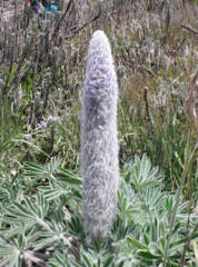 Lupinus alopecuroides