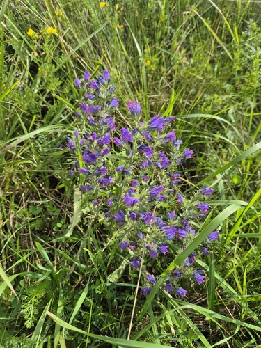 viper's-bugloss