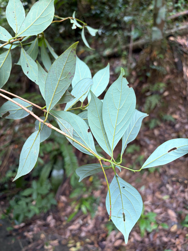 Nothaphoebe observed 2026-08-04