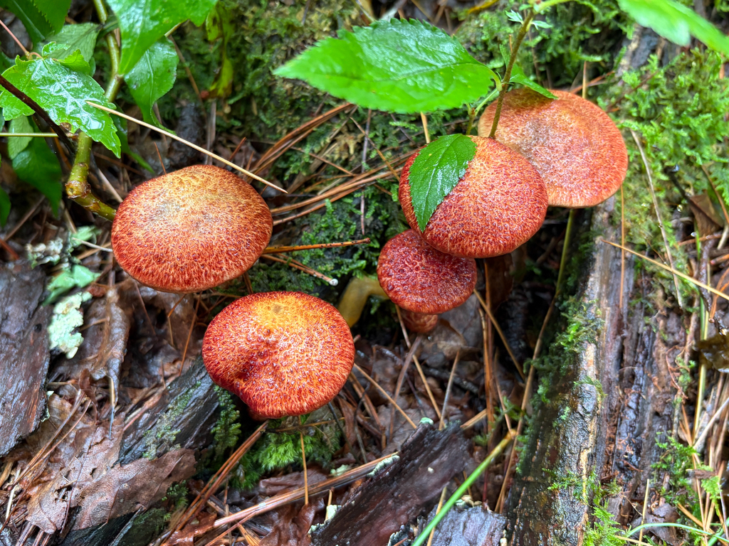 Painted Suillus · August 2026 · photo: Photo: (c) Jake McCumber, some rights reserved (CC BY) · iNaturalist