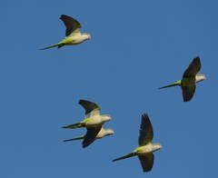 Myiopsitta monachus