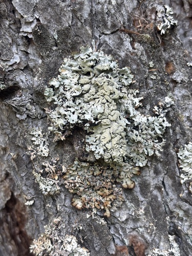 Hypogymnia bitteri, 2026-08-03