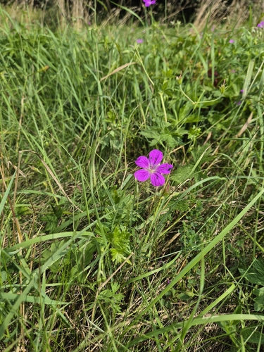 Marsh Crane's-bill