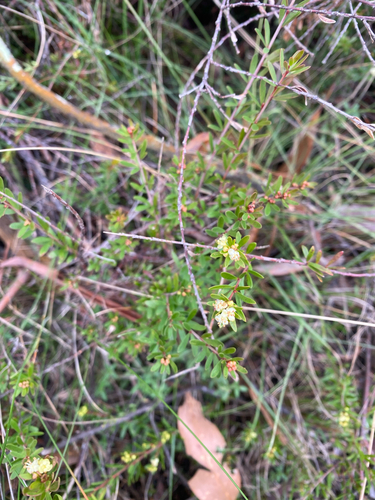 Micrantheum hexandrum (Micrantheum hexandrum)