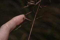 Capillipedium spicigerum, photograph (c) Greg Tasney, some rights reserved (CC BY-SA)