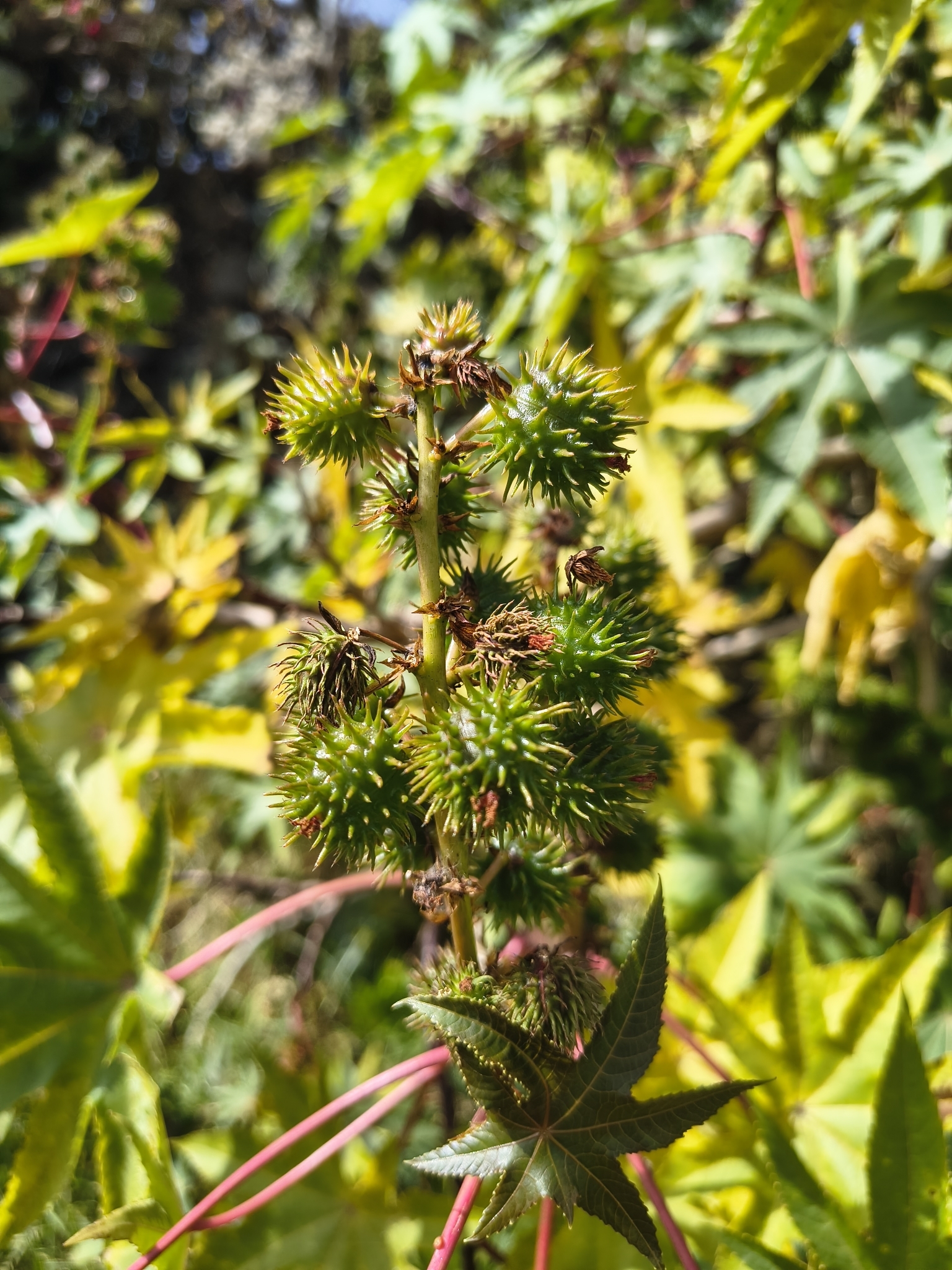 Planta de castor