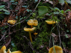 Hygrocybe