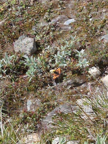 Small Tortoiseshell