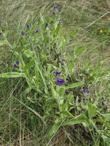 common alkanet