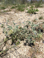 Sphaeralcea coccinea