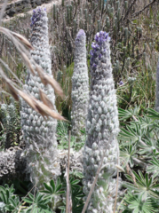 Lupinus alopecuroides