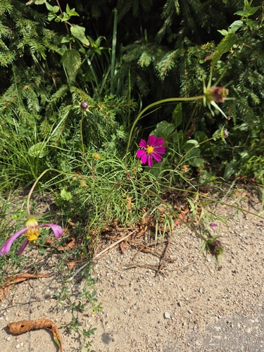 garden cosmos