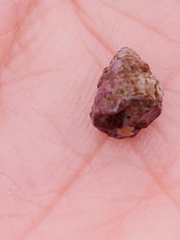 Paciocinebrina interfossa